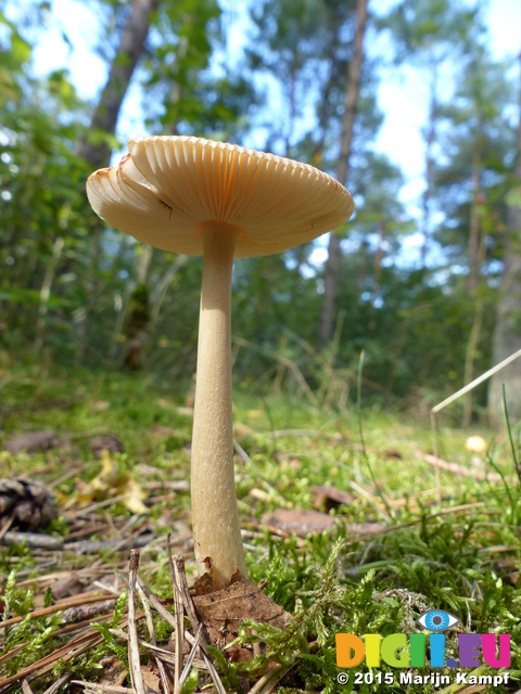 FZ020499 Mushroom in the sun